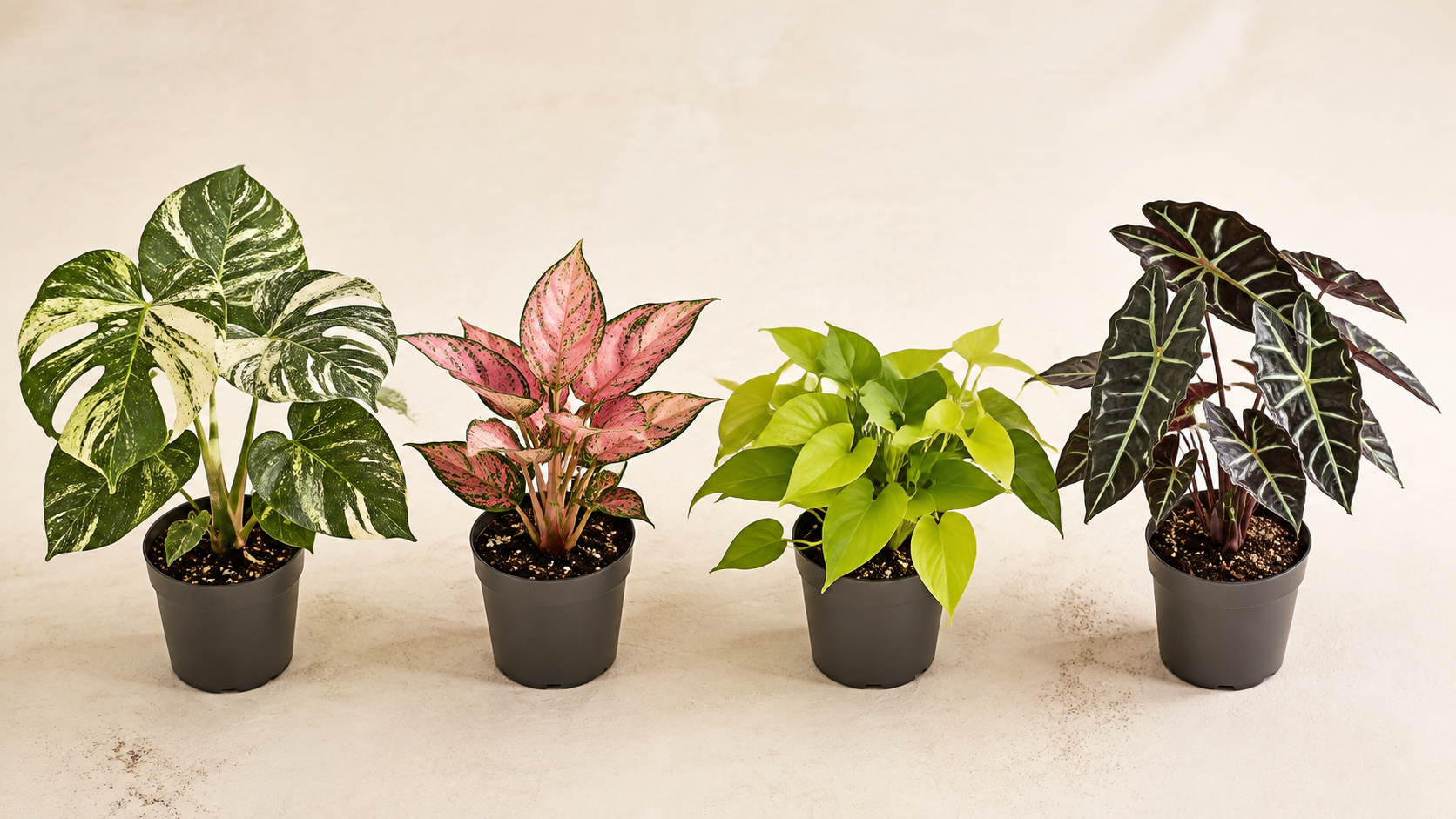 Four tropical foliage varieties in propagation pots