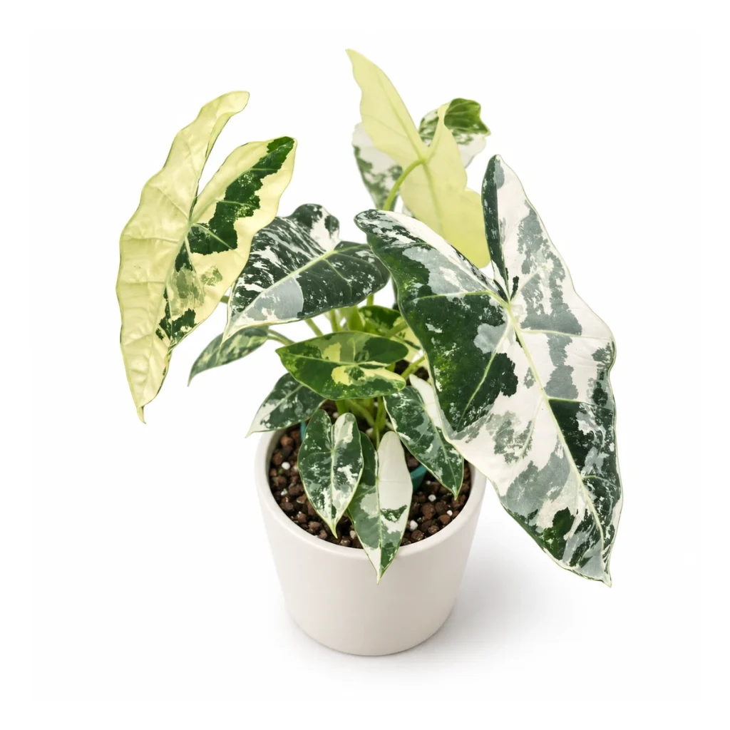 AI potted-plant illustration: Alocasia micholitziana Frydek variegata in a white ceramic pot, elevated three-quarter view on a white background