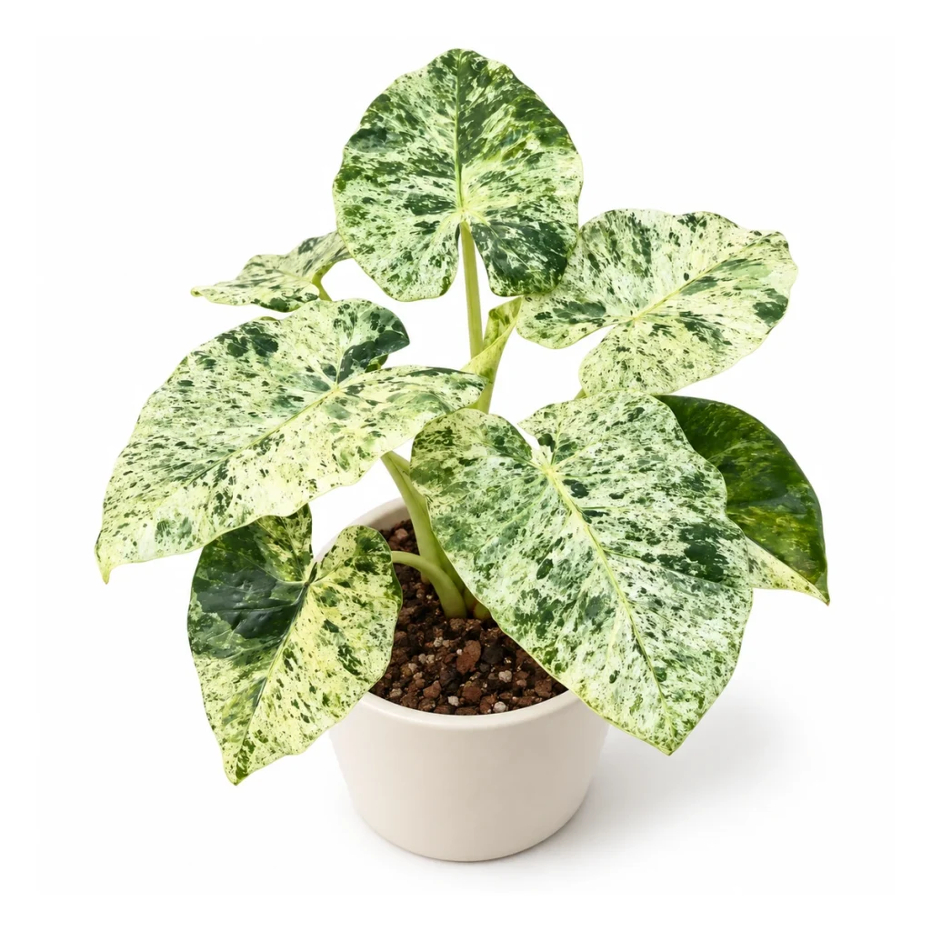 AI potted-plant illustration: Alocasia odora Batik in a white ceramic pot, elevated three-quarter view on a white background