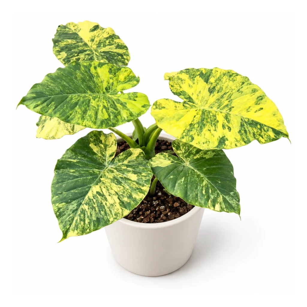 AI potted-plant illustration: Alocasia Gageana Aurea in a white ceramic pot, elevated three-quarter view on a white background