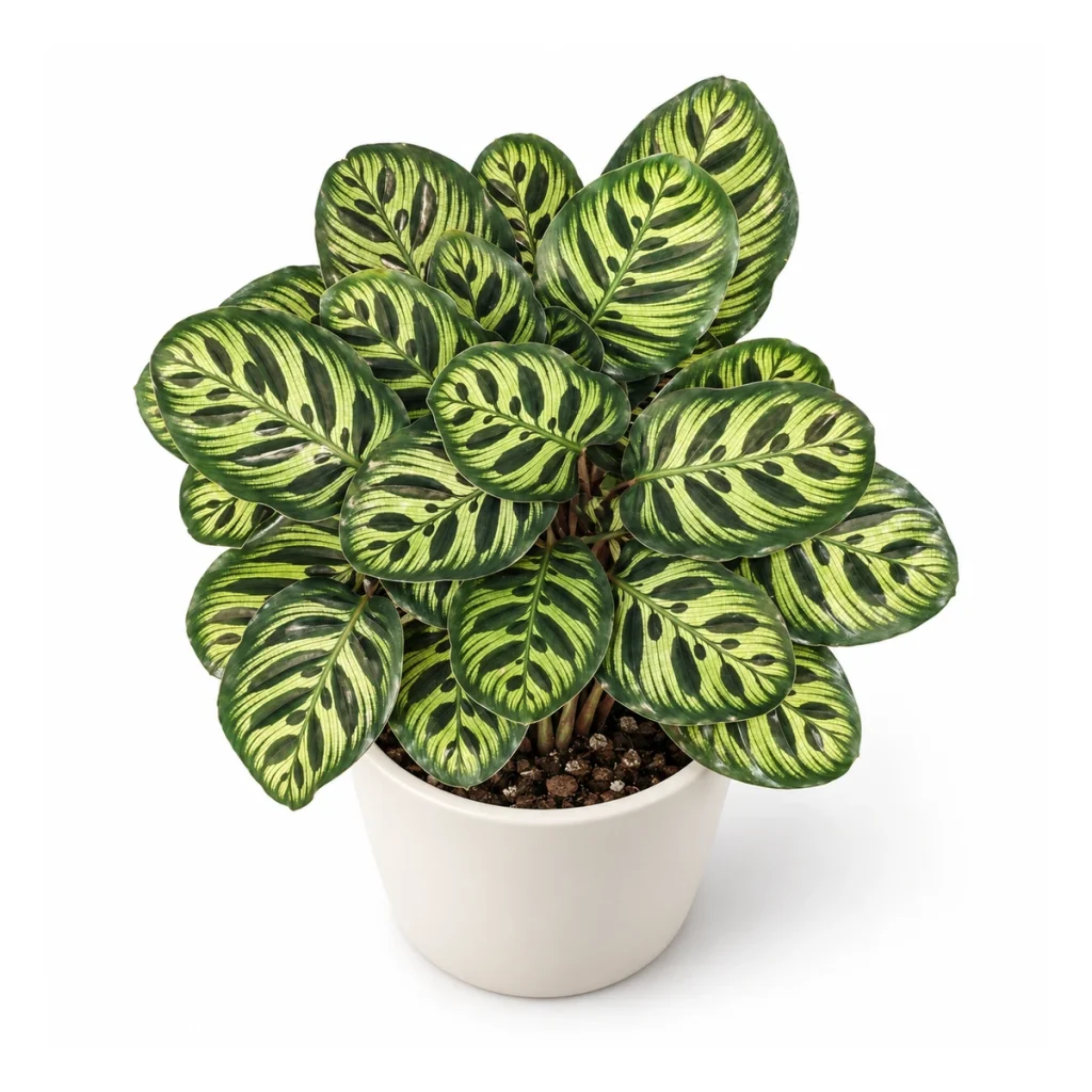 AI potted-plant illustration: Calathea makoyana in a white ceramic pot, elevated three-quarter view on a white background