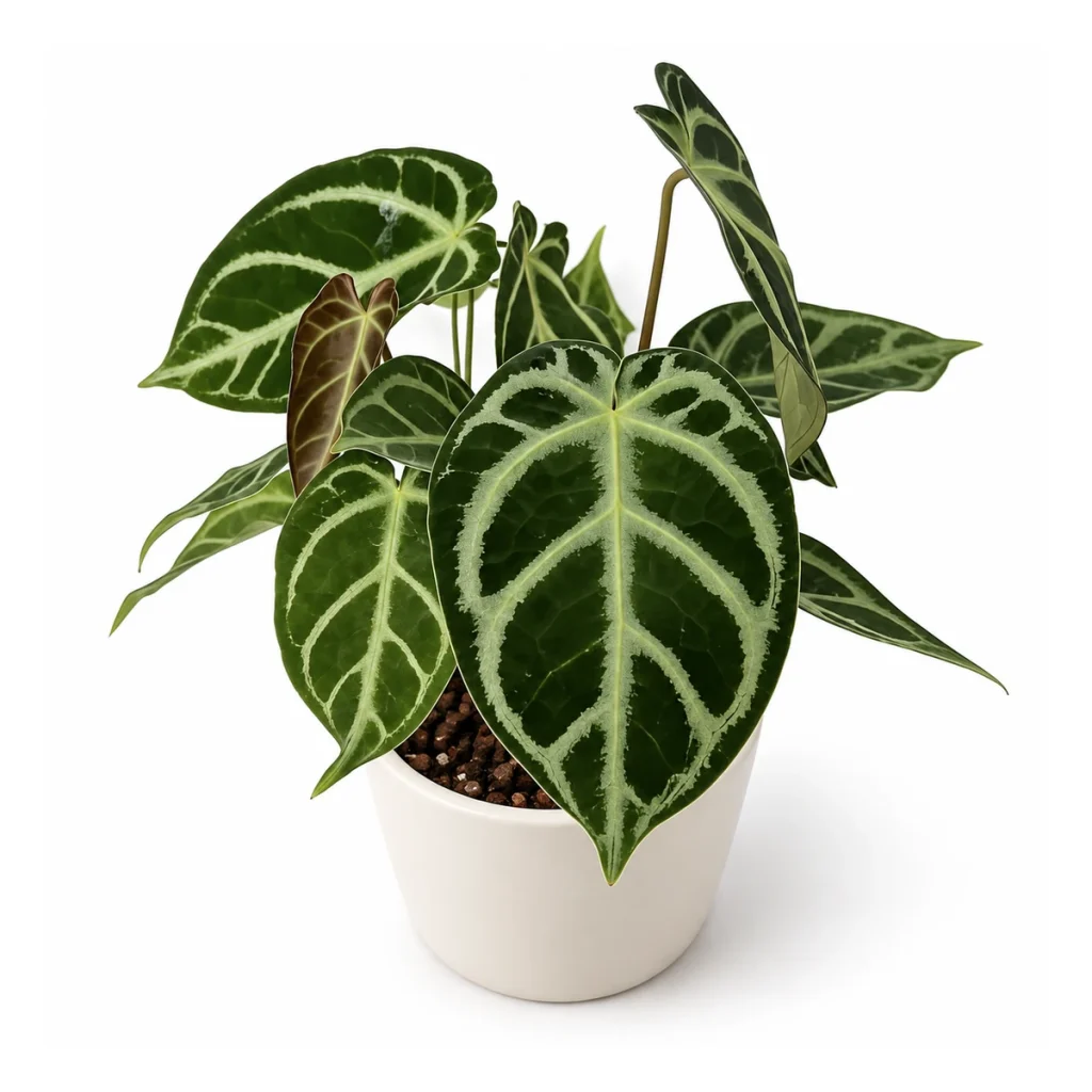 AI potted-plant illustration: Anthurium hope × magnificum in a white ceramic pot, elevated three-quarter view on a white background