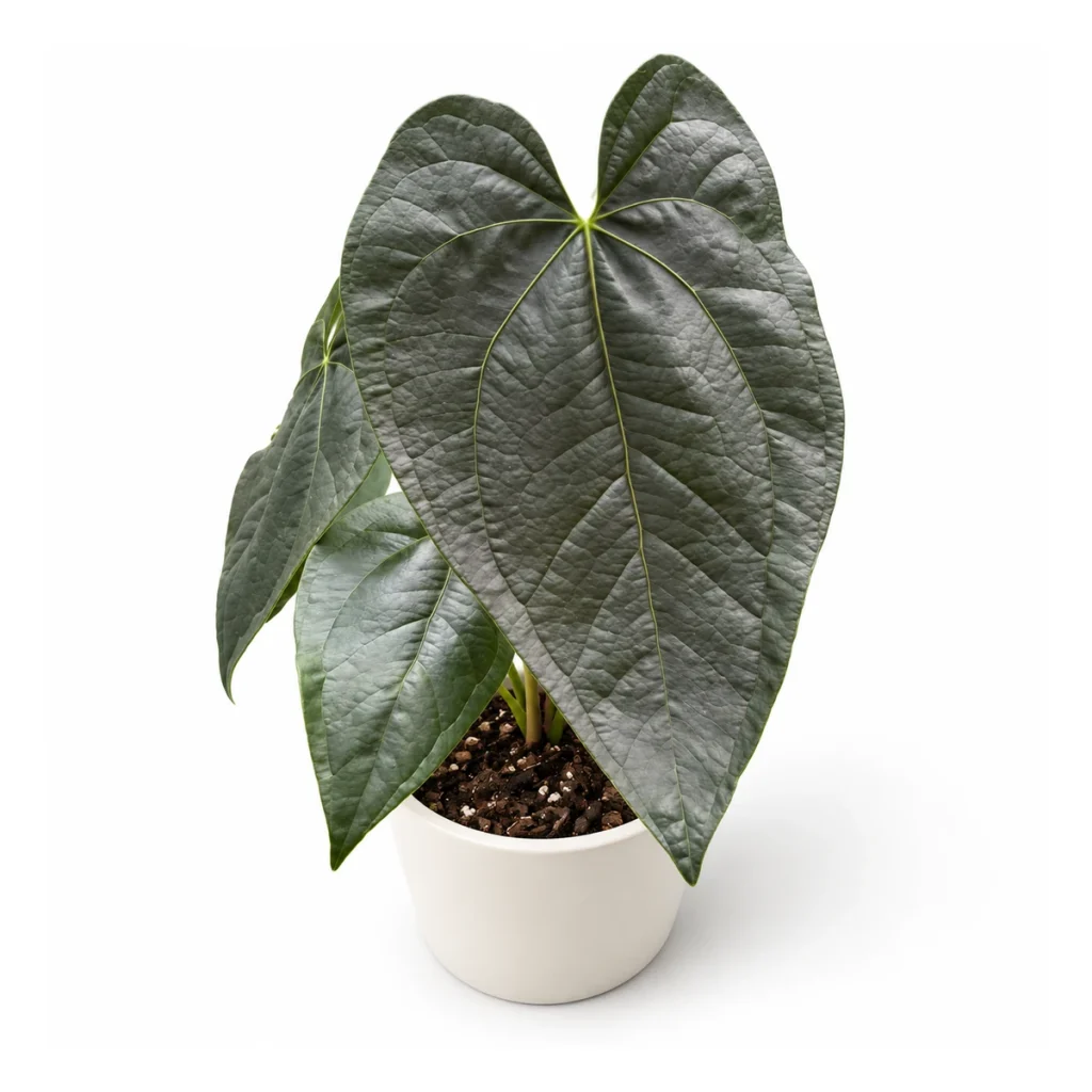 AI potted-plant illustration: Anthurium modeanum in a white ceramic pot, elevated three-quarter view on a white background