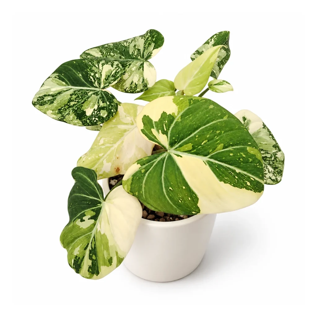 AI potted-plant illustration: Philodendron gloriosum variegata in a white ceramic pot, elevated three-quarter view on a white background