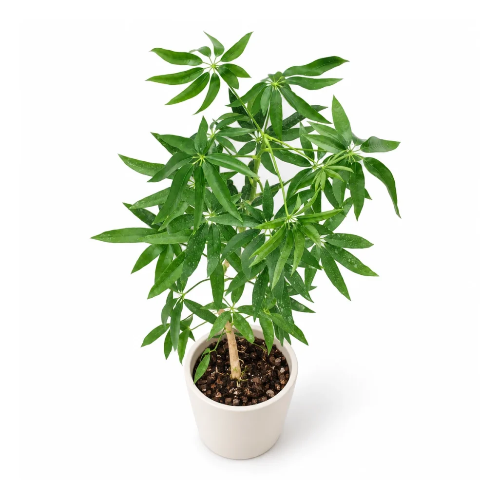 AI potted-plant illustration: Heptapleurum taiwanianum in a white ceramic pot, elevated three-quarter view on a white background