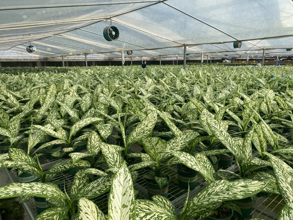 苗圃内成片生长的绿白观叶植物