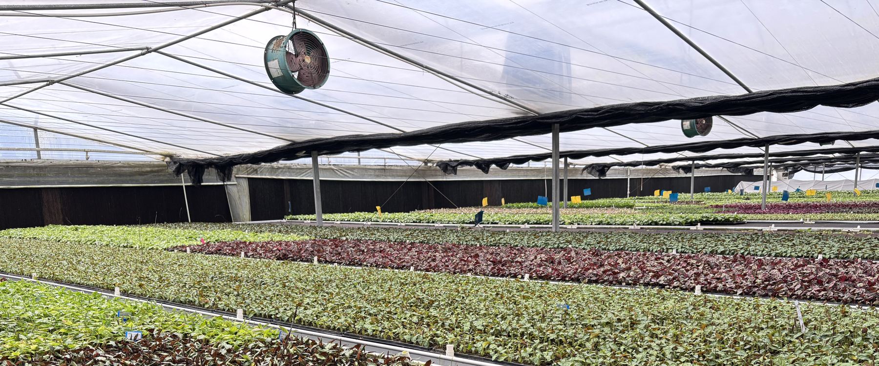 Huitong greenhouse