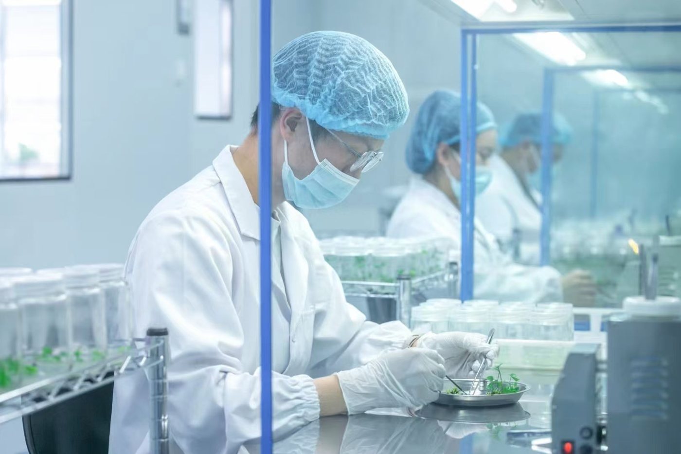 Laboratory work with plant culture vessels